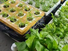 Hướng dẫn cách tự pha chế dung dịch thủy canh đơn giản tại nhà