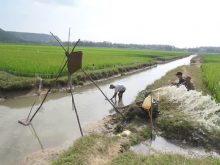 Đất mặn trồng cây gì cho nền kinh tế nông nghiệp phát triển?