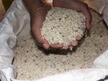 Xử lý gạo mốc