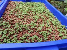 Viên đất sét nung là một trong những loại giá thể thủy canh phổ biến