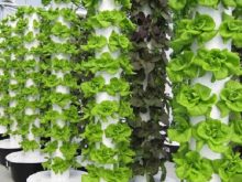 Hệ thống thủy canh tại nhà theo hướng thẳng đứng