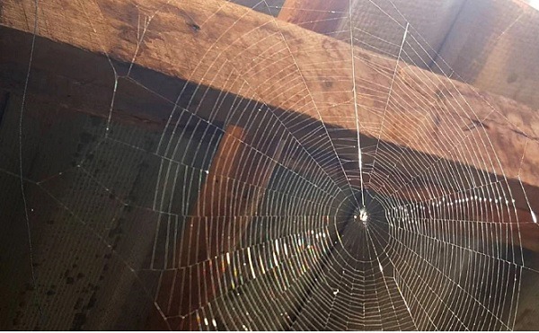 Mạng nhện làm cho ngôi nhà của bạn trông dơ hơn