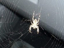 Tại sao trong nhà có nhiều mạng nhện