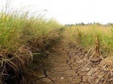 Đất phèn và đất mặn là gì? Nguyên nhân hình thành đất phèn, đất mặn