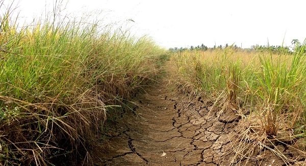 Đất phèn và đất mặn là gì? Nguyên nhân hình thành đất phèn, đất mặn