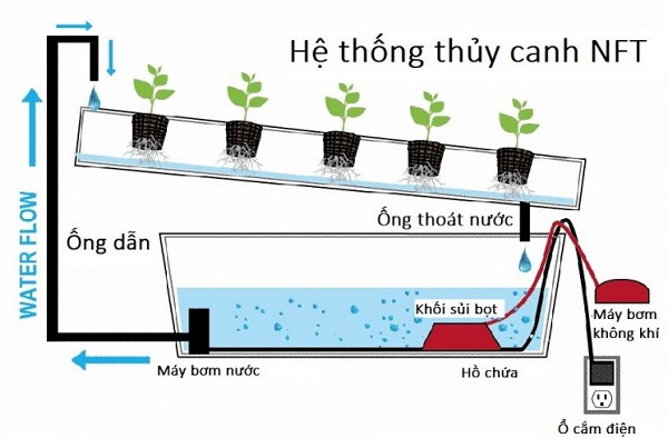 Hệ thống thủy canh NFT