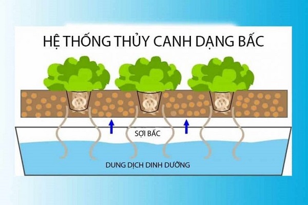 Hệ thống thủy canh dạng bấc