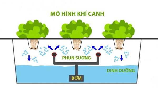 Mô hình khí canh