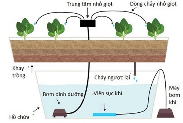 Mô hình thủy canh nhỏ giọt