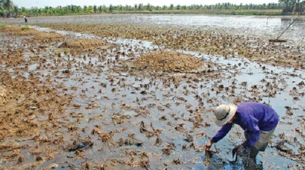 Đất mặn ảnh hưởng đến năng suất vụ mùa
