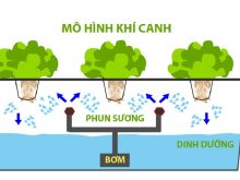 Mô hình khí canh