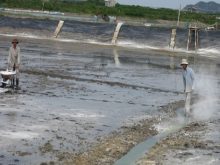 Xử lý bùn ao nuôi cá tôm