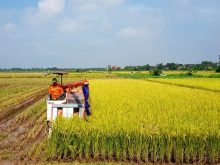 Kỹ thuật canh tác là gì trong nghiệp nghiệp