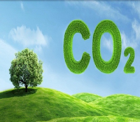 Hiểu rõ hơn về quá trình quá trình cây xanh hấp thụ khí co2 như thế nào?