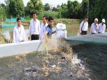 Hướng dẫn kỹ thuật nuôi cá nước ngọt chi tiết mà đơn giản