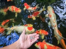 Cách nuôi cá koi đơn giản nhưng cần đúng kỹ thuật