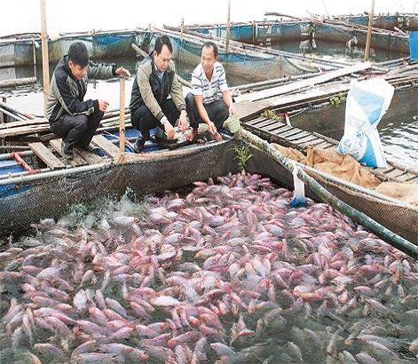 Nuôi cá nước ngọt có giá trị kinh tế cao không? Đó là những loại cá nào?