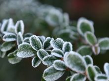 Sương muối là gì? Phân biệt hiện tượng sương muối và sương mù