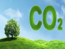 Cây xanh thải khí CO2 khi nào