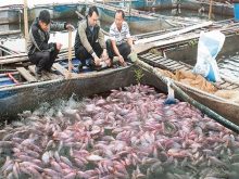 Nuôi cá nước ngọt có giá trị kinh tế cao để làm giàu