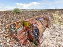 Công dụng và cách nhận biết gỗ hóa thạch thật giả