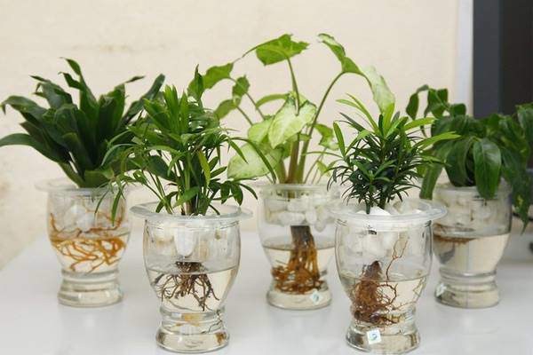 Cách trồng cây thủy sinh trong nhà