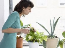 trồng cây trong nhà