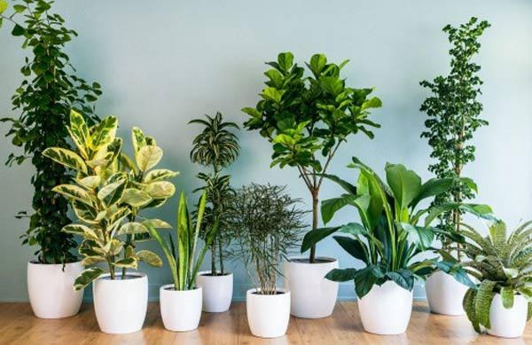 Cách trồng cây xanh trong nhà
