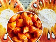 ách trồng mít ruột đỏ Malaysia