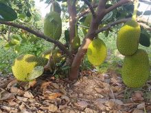 Cắt tỉa cành mít vào tháng mấy và kỹ thuật cắt tỉa cành mít chuẩn nhất