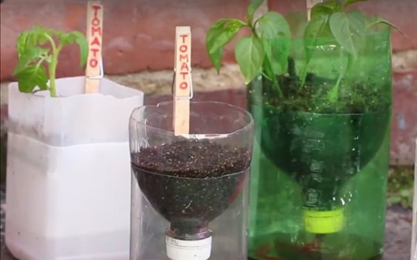 Cách làm chậu cây tự tưới nước bằng chai nhựa