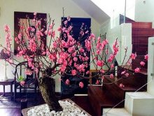 Hướng dẫn cách trồng đào sau tết