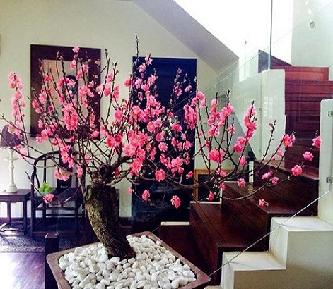 Hướng dẫn cách trồng đào sau tết