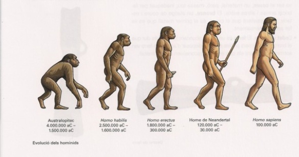 Quá trình tiến hóa của loài người