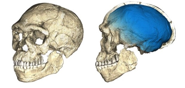 Hộp sọ tìm thấy có nét giống với người hiện đại