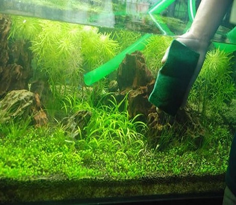 Mẹo xử lý bể cá bị rêu xanh đơn giản nhanh chóng