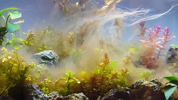 Bể cá bị rêu do có nhiều ánh sáng