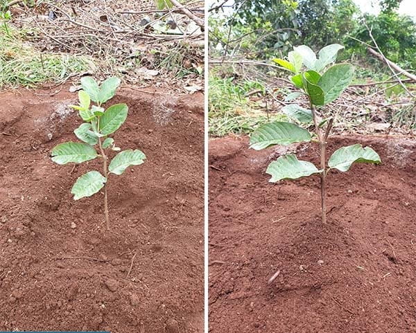 Tiến hành trồng cây và tưới nước cho cây