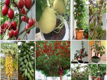 Tổng hợp các loại cây ăn quả dễ trồng