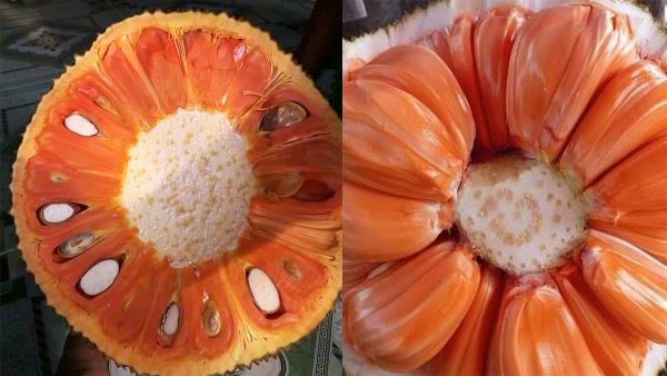 Đặc điểm của giống mít ruột đỏ