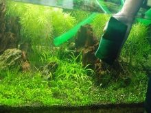 Mẹo xử lý bể cá bị rêu xanh