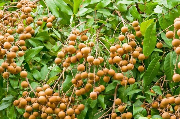 Nhãn là cây ăn quả được trồng nhiều phía Bắc