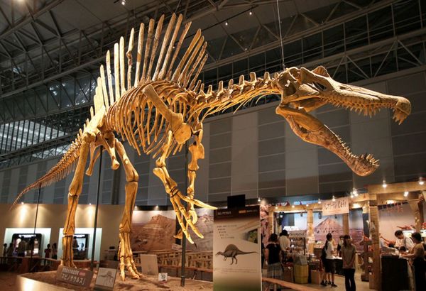 Hóa thạch Spinosaurus tìm thấy tại đâu, đáng giá như thế nào?