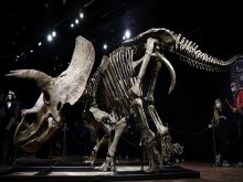 Tìm hiểu về hóa thạch là gì