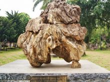 hóa thạch ở việt nam