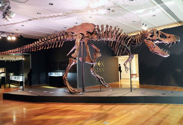 Hóa thạch t-rex tìm thấy tại đâu, đáng giá không?