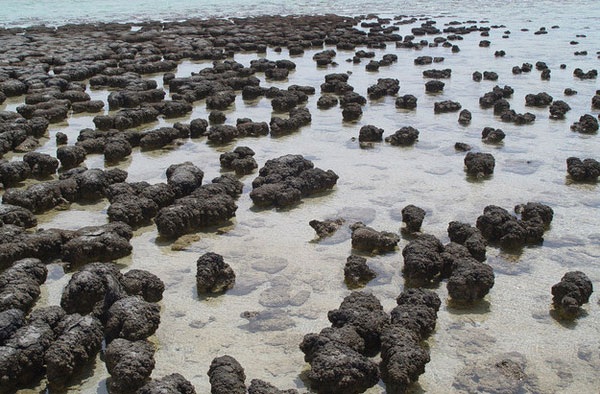 Vi sinh vật trên đá Stromatolite
