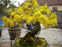 Cách trồng mai sau tết