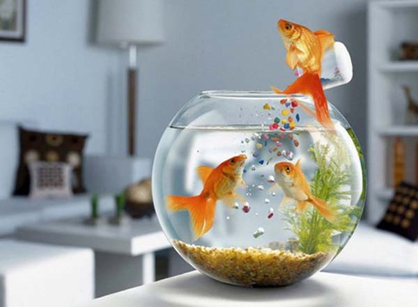 Nuôi cá cảnh trong bể nhỏ giúp tâm trạng thoải mái, dễ chịu