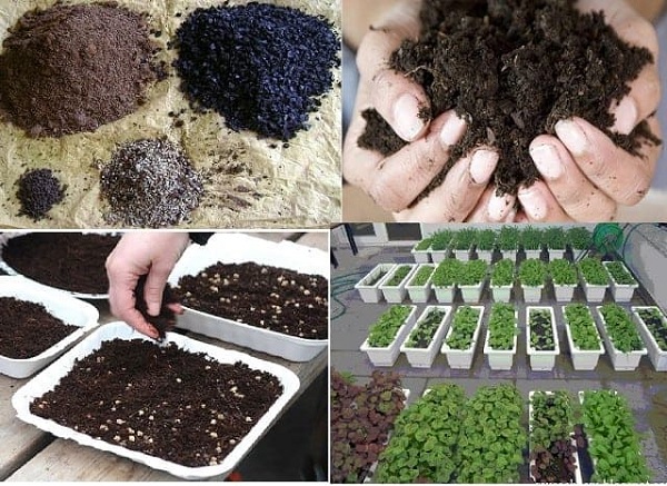 Dùng trấu sống phối trộn với đất